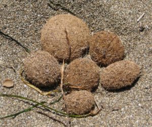 Le Egagropile formate dalle foglie di Posedonia Oceanica arenate